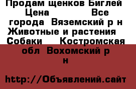 Продам щенков Биглей › Цена ­ 15 000 - Все города, Вяземский р-н Животные и растения » Собаки   . Костромская обл.,Вохомский р-н